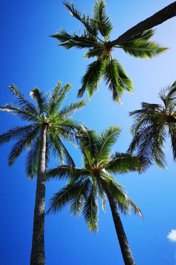 Palms-Gili-Air Palms-Gili-Air